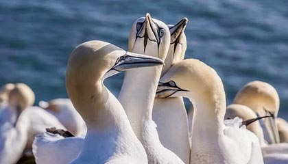 九游体育网站_ 2025年冰雪运动会，冰上飞驰点燃激情，第2届冰雪运动会举办地点