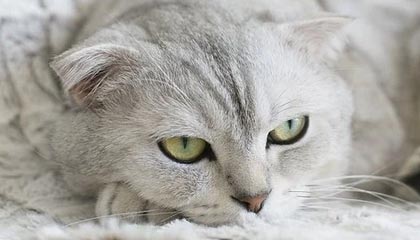 九州体育测速_ 意甲豪门搏杀，争夺连续霸主宝座，九州体育赛事直播