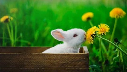 jiuyou.com_ 2025中国篮球竞技水平稳步提升，国际影响力扩大，中国篮球进步